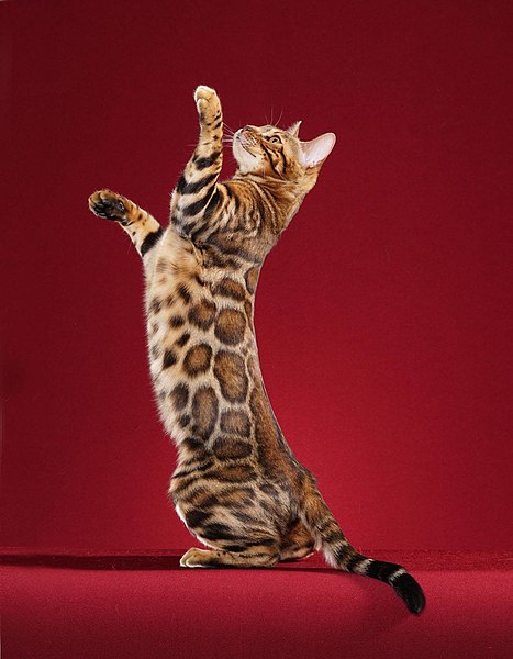Os gatos de bengala são selvagens: 15 fatos que você deve saber