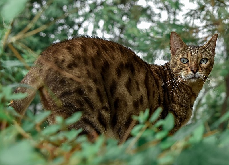 Os gatos de Bengala são amigáveis: 15 fatos que você deve saber