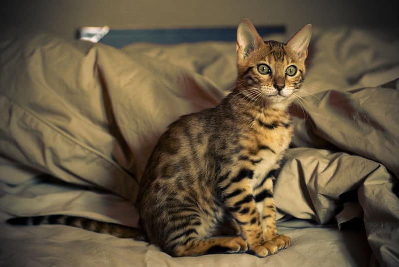 Os gatos de bengala são bons animais de estimação: 15 fatos que você deve saber