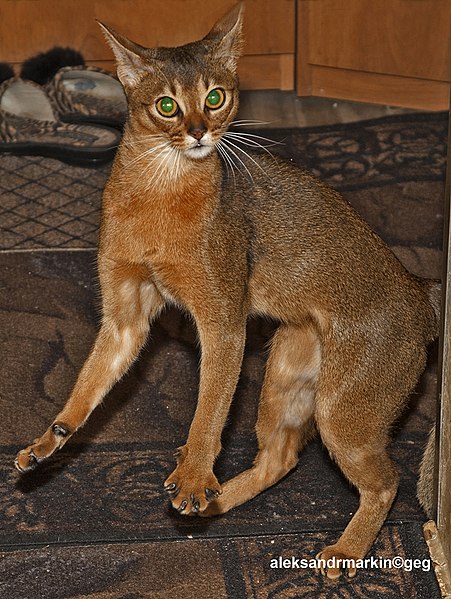 Abyssinian Cats As Good Pets