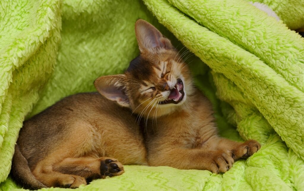 Are Abyssinian Cats Friendly