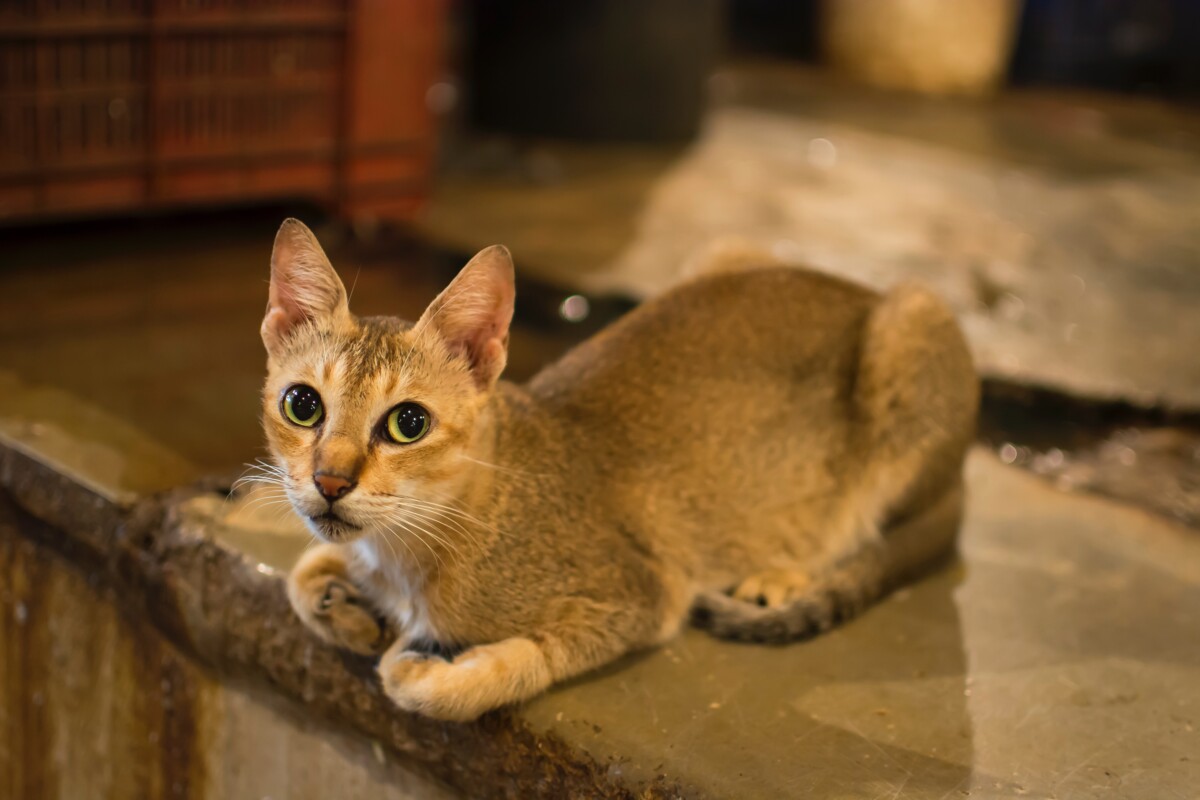 Os gatos abissínios mordem? 11 fatos que você deve saber