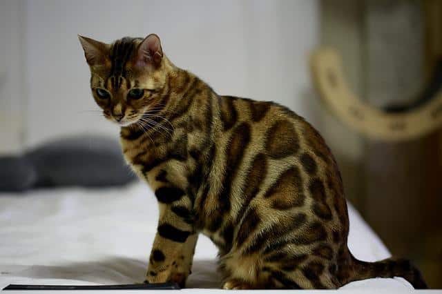 Are Bengal Cats Smart