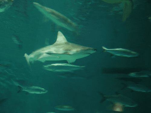 Călătoresc rechinii în grupuri: cât de des, când și mai multe fapte