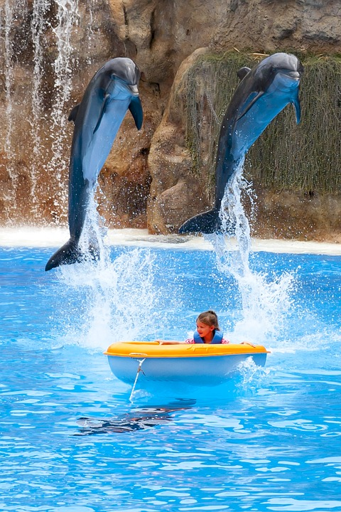 Os golfinhos têm bolhas: 5 fatos que você deve saber