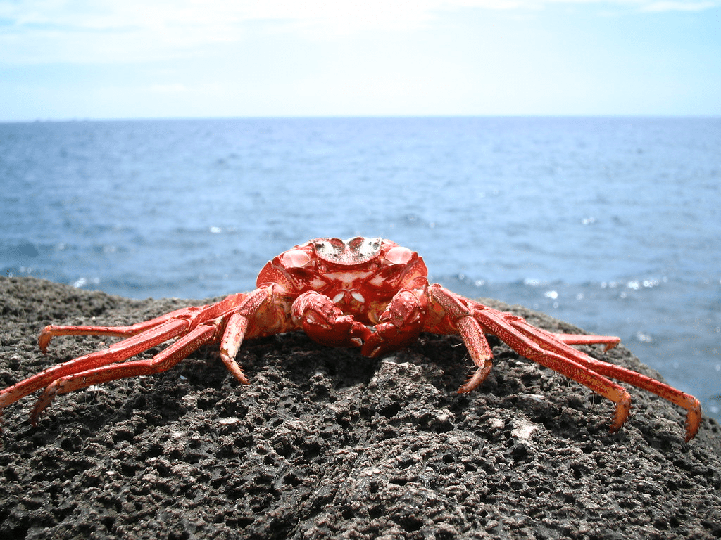 Spiser hvaler krabber: hvorfor, hvordan og flere fakta omkring det