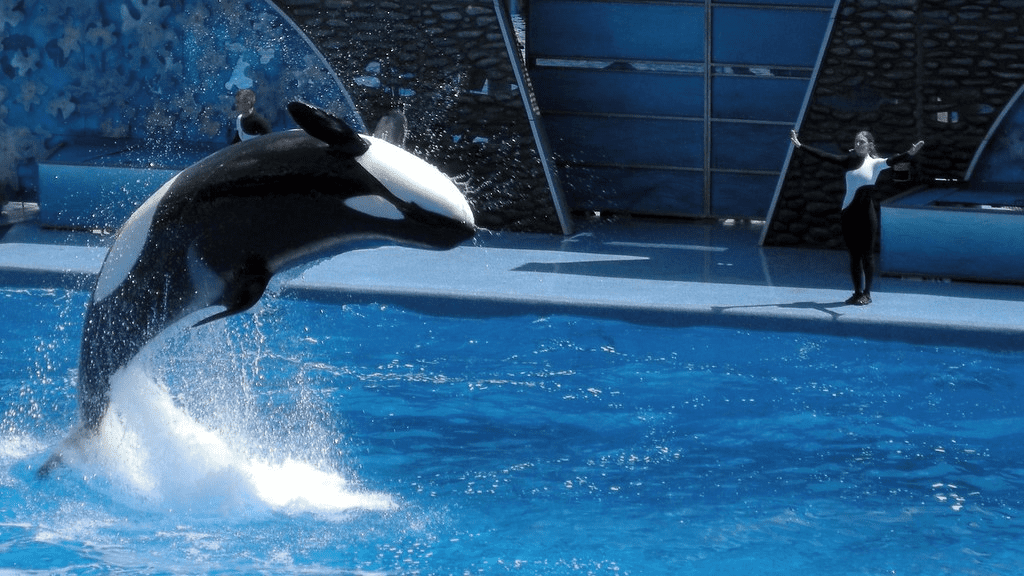As baleias são inteligentes: fatos sobre vários tipos de baleias