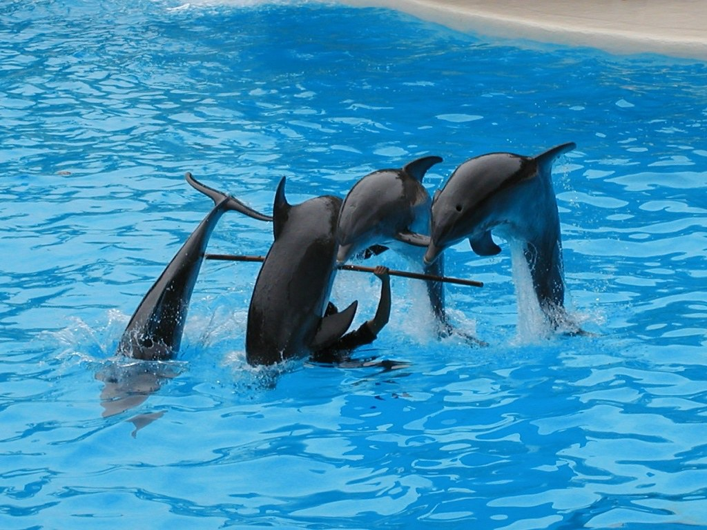Os golfinhos têm guelras: 7 fatos que você deve saber