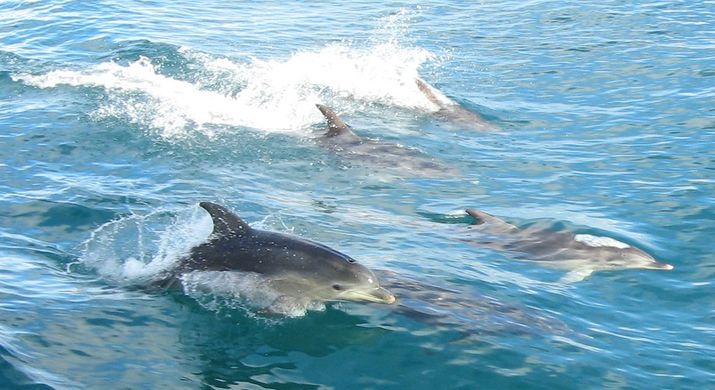 Golfinhos Bebem Água? 5 fatos que você deve saber
