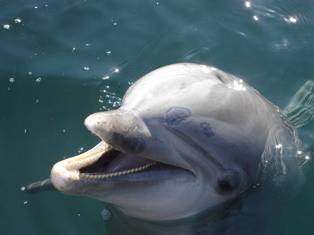 Golfinhos Bebem Leite? 5 fatos que você deve saber