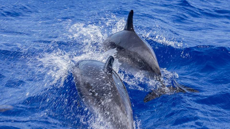 Os Golfinhos Comem Peixes? 13 fatos que a maioria de nós não sabe