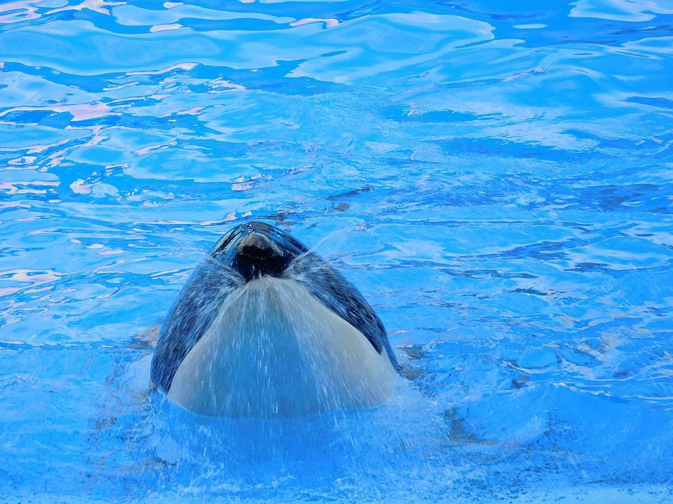 Spækhuggere vs pukkelhvaler: Hvem vinder og sammenlignende analyse