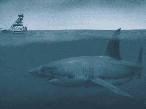 Megalodon vs Killer Whale: quem ganha e análise comparativa