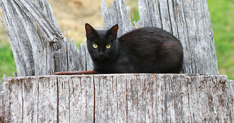 Может ли Barn Cat стать домашней кошкой? 5 фактов, которые вы должны знать