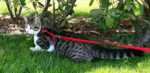 Dog harness on a cat