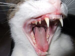 Are Cats Born With Teeth?