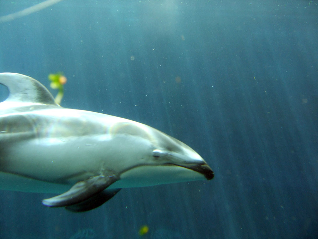 7 fapte despre pot delfinii să rămână sub apă? Cât timp, când, cum, de ce