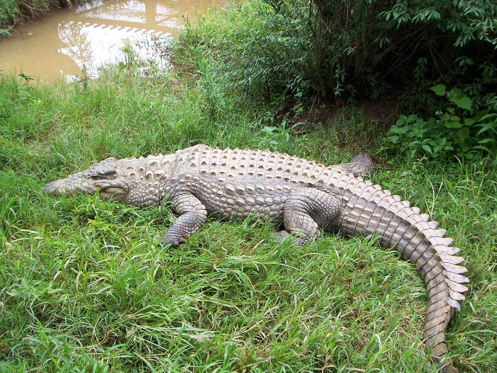 17 fatos sobre onde vivem os crocodilos? Nos EUA, Austrália, África