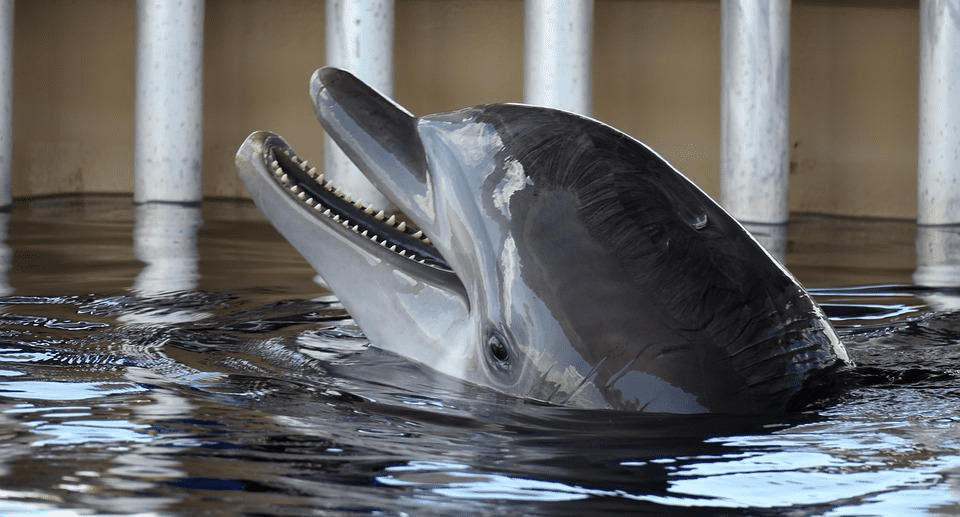Mandíbulas de golfinhos: 7 fatos que você deve saber