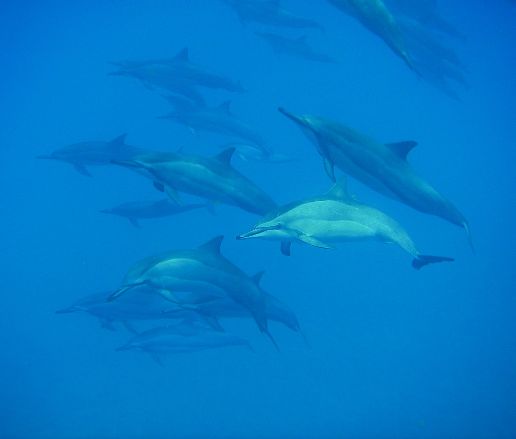 Дельфины умнее людей? 5 фактов, которые вы должны знать