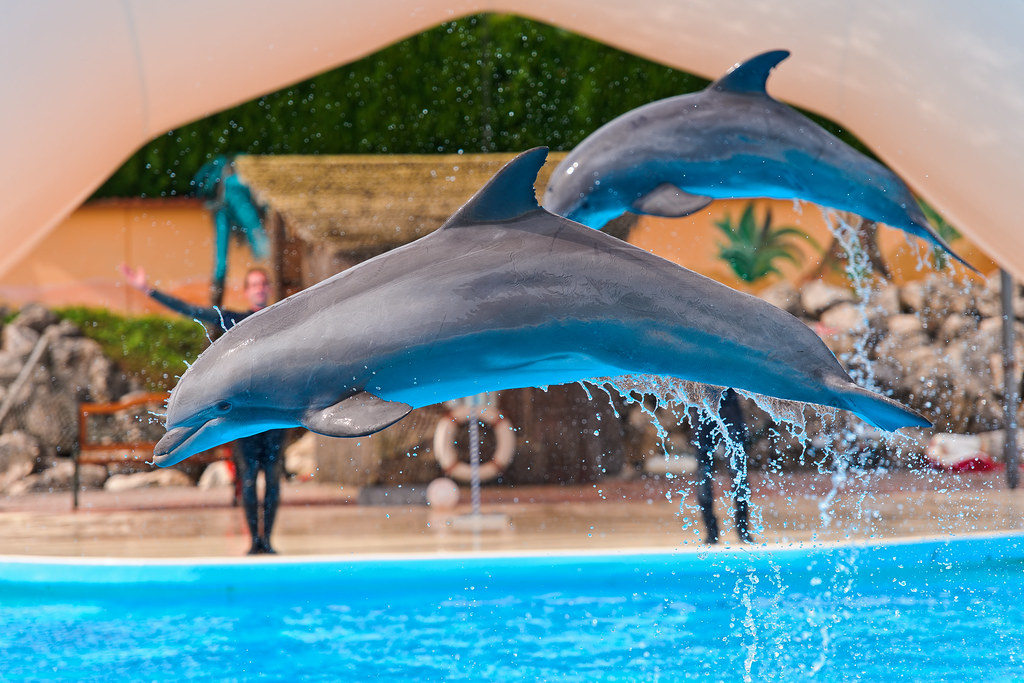 Er delfiner klogere end spækhuggere? 3 fakta du bør vide