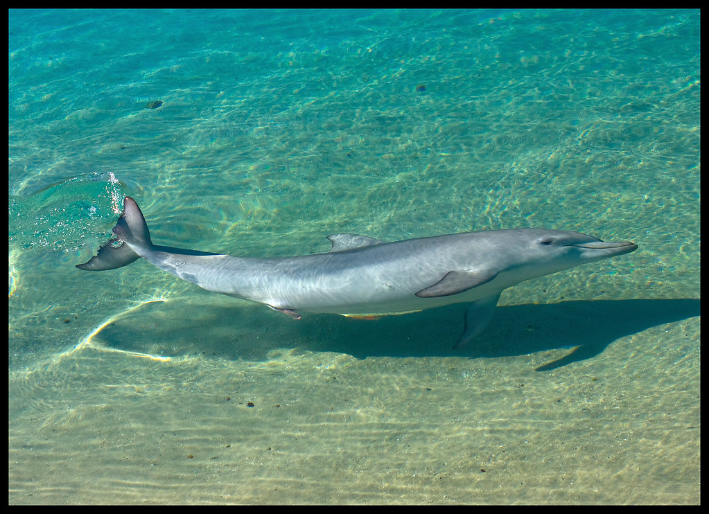 Спят ли делфините през нощта: 7 факта, които трябва да знаете