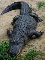 Kommunikerer alligatorer og krokodiller? Hvorfor, hvordan, hvornår