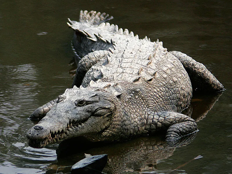 crocodile walking