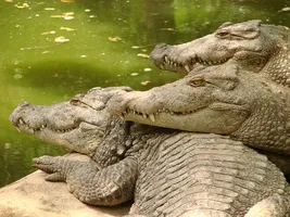 Crocodilos na Nova Zelândia