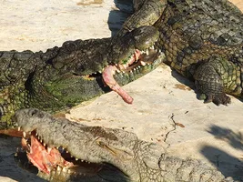 Крокодилы и аллигаторы едят змей? Факты, которые вы должны знать