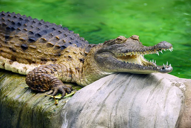 Опасни ли са сладководните крокодили? 13 факта, които трябва да знаете