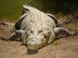9 фактов о том, агрессивны ли морские крокодилы? Почему как?