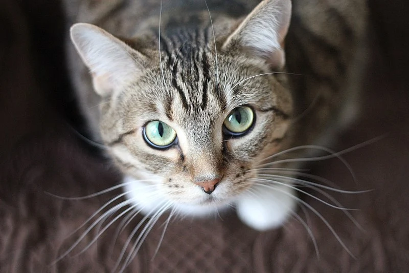 Do Cats Lower Their Head? Facts On Why, When & What It Means
