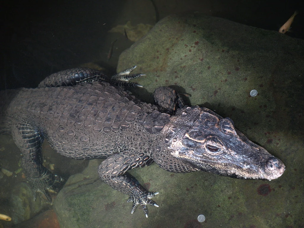 Espécies de crocodilos pequenos: fatos completos que você deve saber
