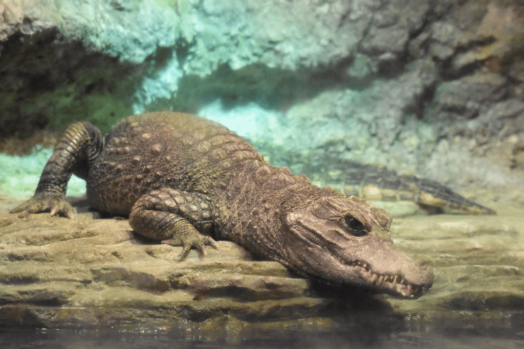 How Long Do Crocodiles Live In Captivity