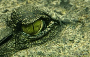 Crocodilo pode ver à noite