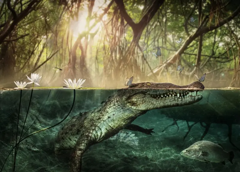 Como os crocodilos respiram debaixo d'água? Fatos que você deve saber