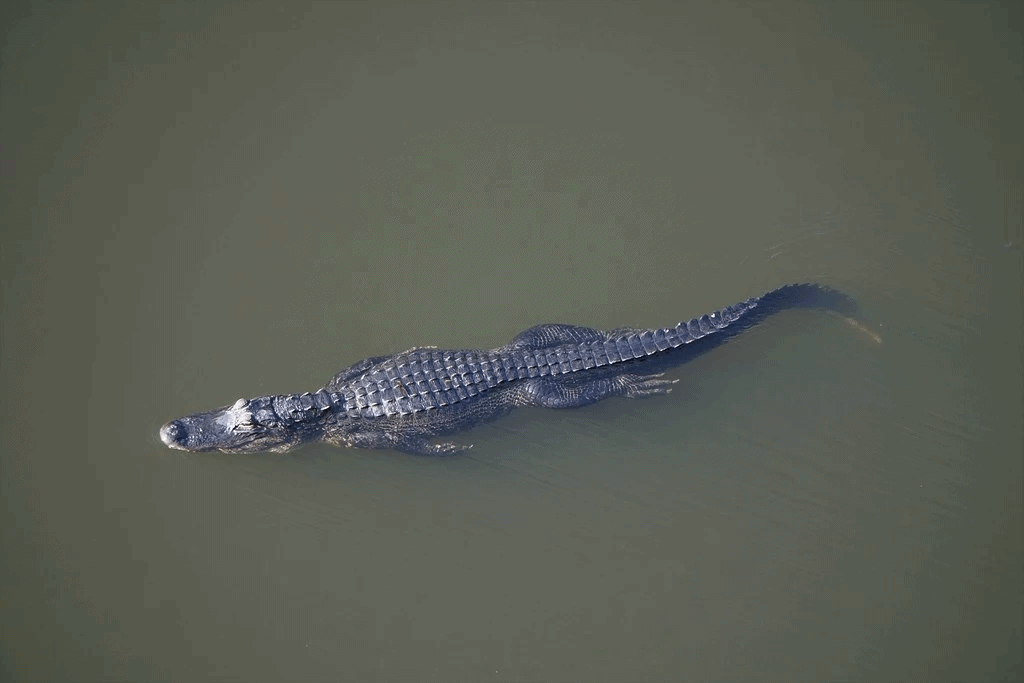 17 fatos sobre crocodilos nadando: como, quão rápido, quando, onde
