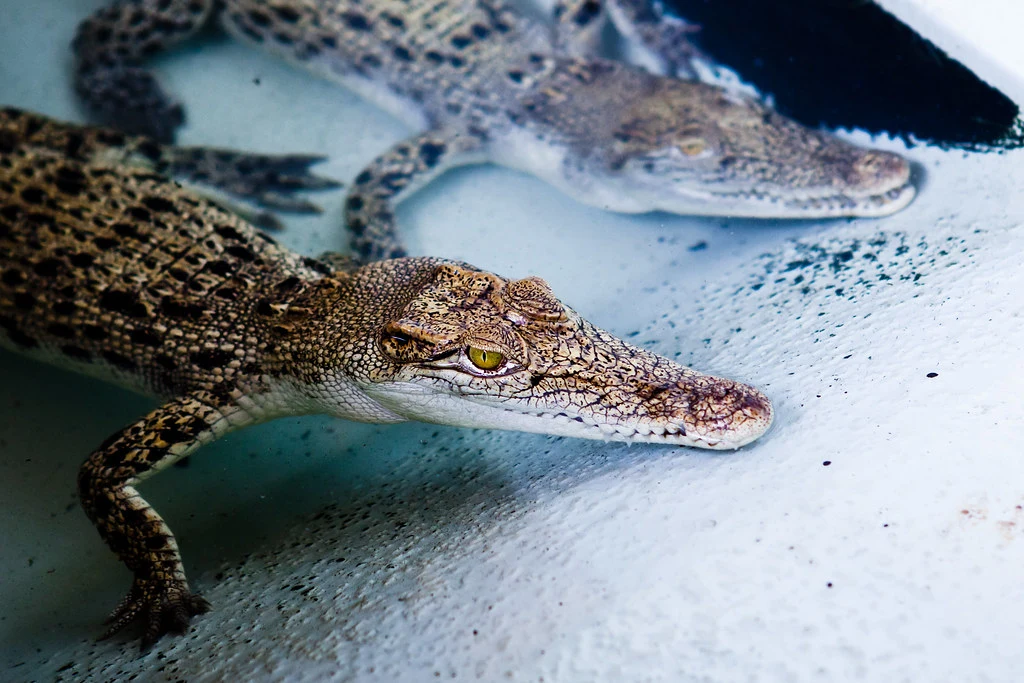 Os crocodilos podem ver debaixo d'água? 5 fatos que você deve saber