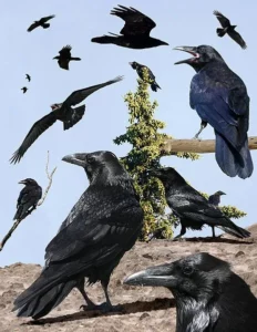 Do Ravens Live In Groups