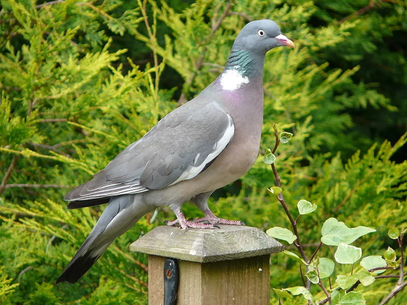 Wood pigeon vs Rock dove 