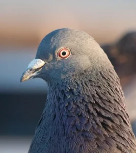 How Do Pigeons Hear