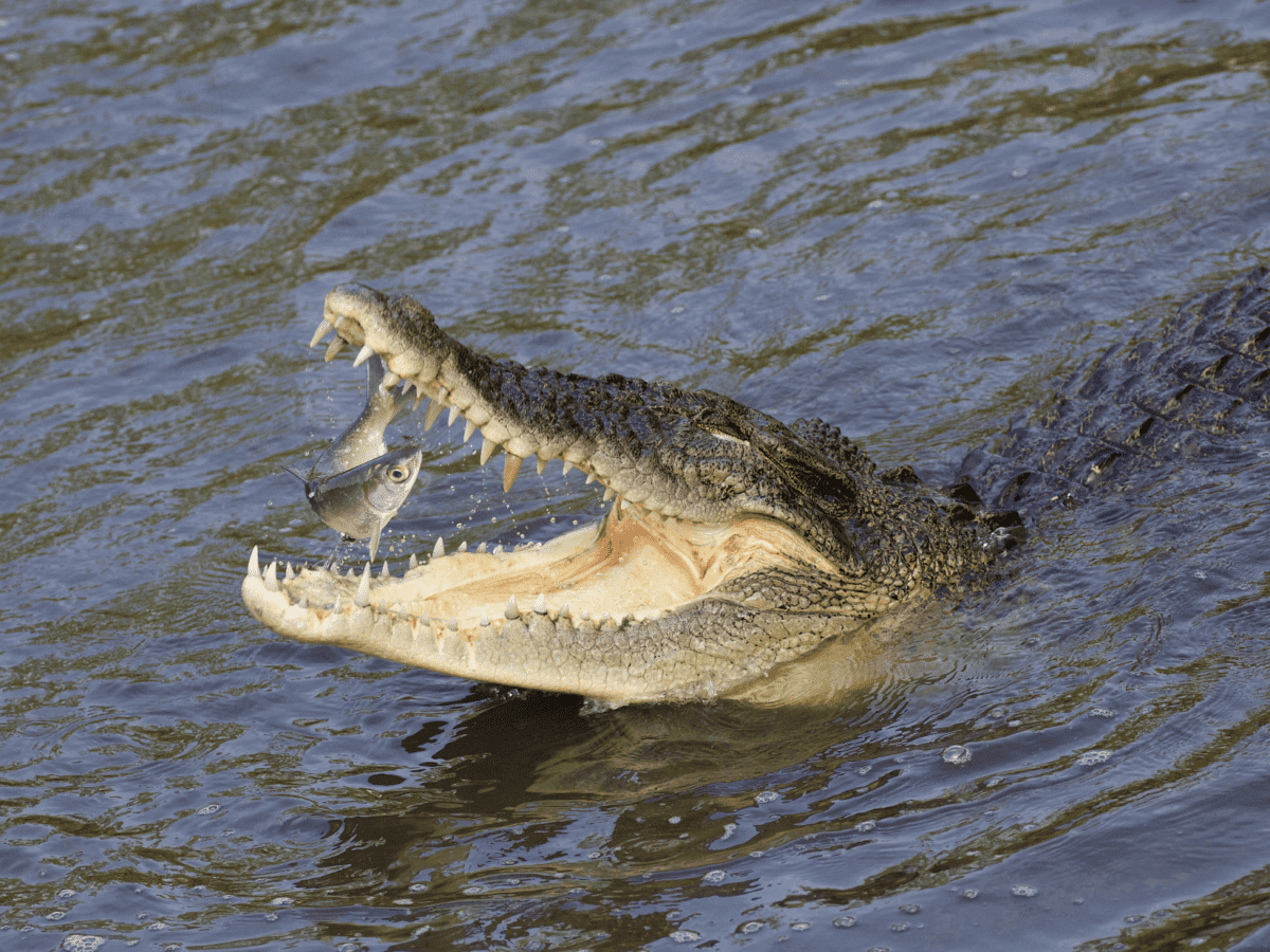Crocodilos e jacarés comem peixe? Fatos que você deve saber