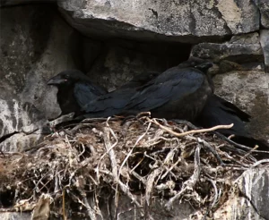 Do Ravens Make Nests?