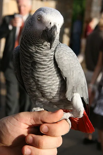 Do African Grey Parrots Bite