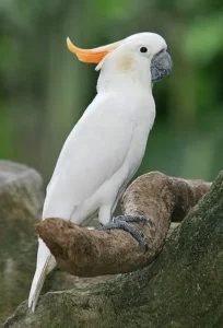 Do Cockatoos Have Good Eyesight