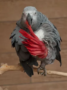 African Grey Lifespan In Captivity & As A Pet

