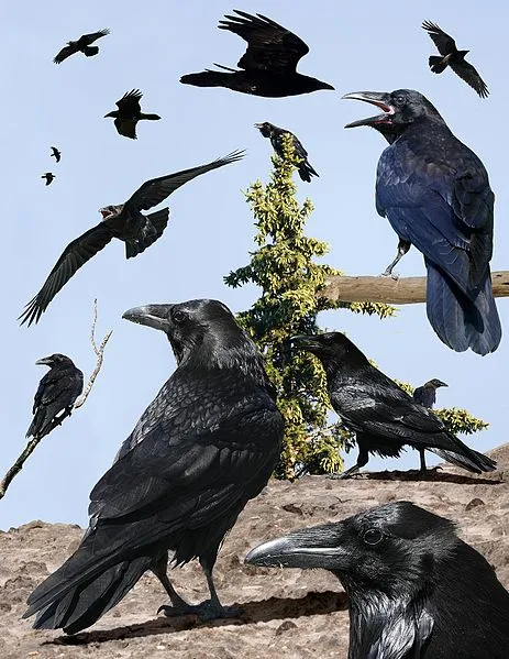 Do Ravens Attack Live Animals