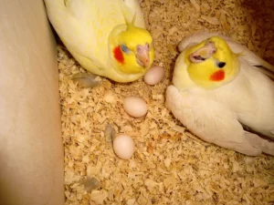 Facts On Cockatiels Nests