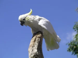 Cockatoo Behavior